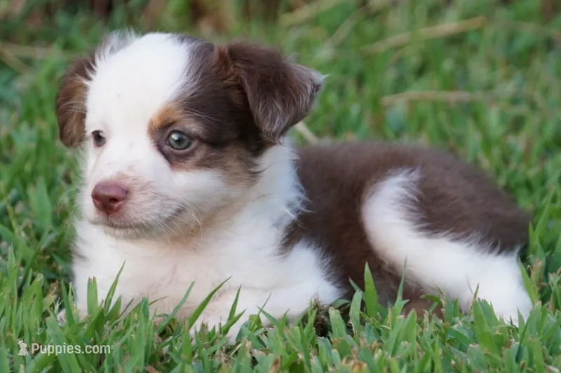 Macey – Toy Australian Shepherd puppy for sale in Elkland, MO