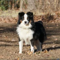Reggie, a male Miniature Australian Shepherd for sale in Elkland, MO – Photo 6 of 7
