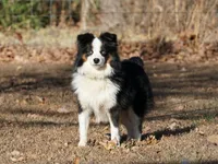 Reggie, a male Miniature Australian Shepherd for sale in Elkland, MO – Photo 6 of 7