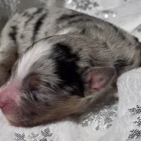 Reggie, a male Miniature Australian Shepherd for sale in Elkland, MO – Photo 2 of 7