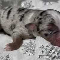 Reggie, a male Miniature Australian Shepherd for sale in Elkland, MO – Photo 5 of 7