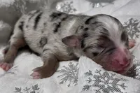 Reggie, a male Miniature Australian Shepherd for sale in Elkland, MO – Photo 5 of 7