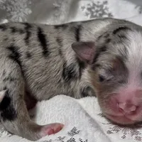 Reggie, a male Miniature Australian Shepherd for sale in Elkland, MO – Photo 4 of 7