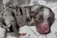 Reggie, a male Miniature Australian Shepherd for sale in Elkland, MO – Photo 4 of 7