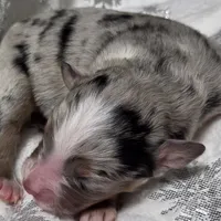 Reggie, a male Miniature Australian Shepherd for sale in Elkland, MO – Photo 3 of 7