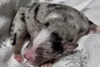 Reggie, a male Miniature Australian Shepherd for sale in Elkland, MO – Photo 3 of 7