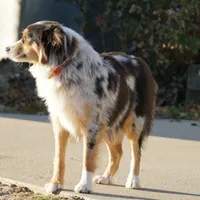 Reggie, a male Miniature Australian Shepherd for sale in Elkland, MO – Photo 7 of 7