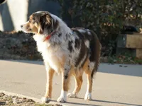 Reggie, a male Miniature Australian Shepherd for sale in Elkland, MO – Photo 7 of 7