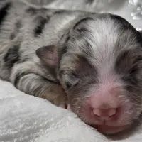Reggie, a male Miniature Australian Shepherd for sale in Elkland, MO – Photo 1 of 7