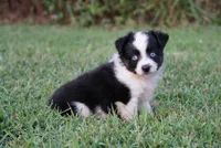 Mater, a male Toy Australian Shepherd for sale in Elkland, MO – 2 of 4