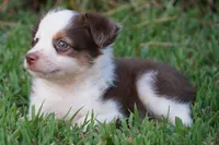 Macey, a female Toy Australian Shepherd for sale in Elkland, MO – 3 of 4