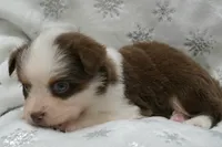 Chery , a female Toy Australian Shepherd for sale in Elkland, MO – 3 of 5