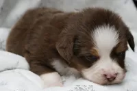 ASDR Chet, a male Toy Australian Shepherd for sale in Elkland, MO – 2 of 4