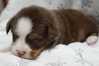 ASDR Chet, a male Toy Australian Shepherd for sale in Elkland, MO – 4 of 4