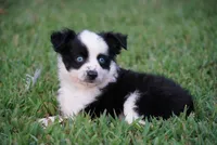 Murph , a male Toy Australian Shepherd for sale in Elkland, MO – 2 of 4