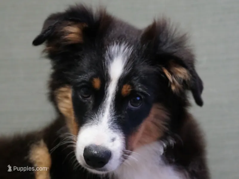 Max – Toy Australian Shepherd puppy for sale in Elkland, MO
