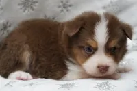 Carter, a male Toy Australian Shepherd for sale in Elkland, MO – 3 of 4