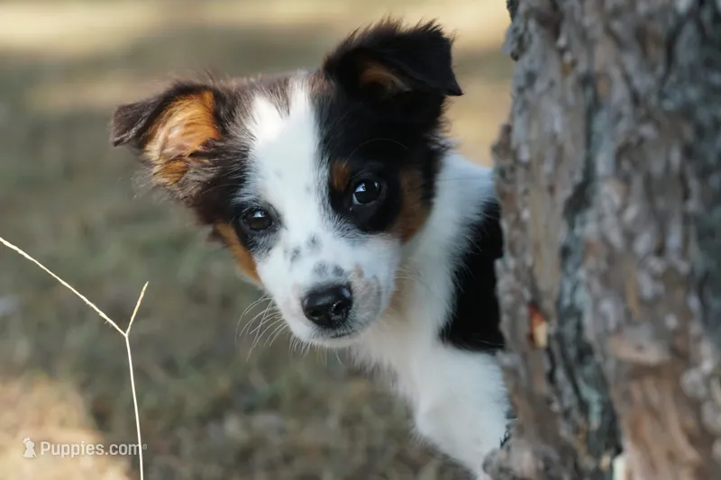 Mae – Toy Australian Shepherd puppy for sale in Elkland, MO
