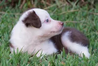 Macey, a female Toy Australian Shepherd for sale in Elkland, MO – 4 of 4