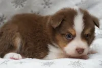 Carter, a male Toy Australian Shepherd for sale in Elkland, MO – 4 of 4