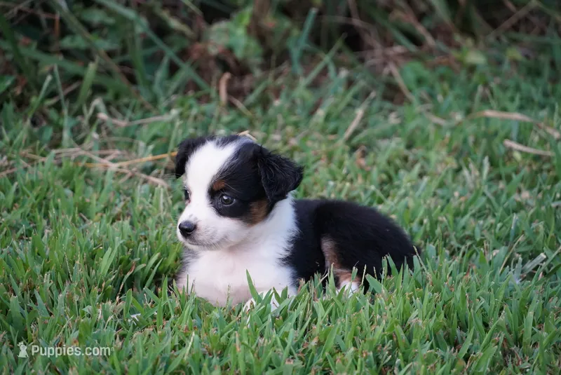Mae – Toy Australian Shepherd puppy for sale in Elkland, MO