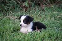 Mae, a female Toy Australian Shepherd for sale in Elkland, MO – 1 of 3