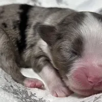Rena, a female Miniature Australian Shepherd for sale in Elkland, MO – Photo 5 of 8