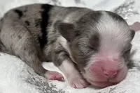 Rena, a female Miniature Australian Shepherd for sale in Elkland, MO – Photo 5 of 8