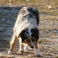 Rena, a female Miniature Australian Shepherd for sale in Elkland, MO – Photo 8 of 8