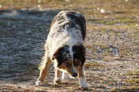 Rena, a female Miniature Australian Shepherd for sale in Elkland, MO – Photo 8 of 8