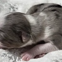 Rena, a female Miniature Australian Shepherd for sale in Elkland, MO – Photo 2 of 8