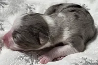 Rena, a female Miniature Australian Shepherd for sale in Elkland, MO – Photo 2 of 8