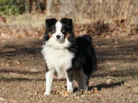 Rena, a female Miniature Australian Shepherd for sale in Elkland, MO – Photo 7 of 8