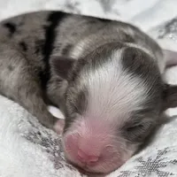 Rena, a female Miniature Australian Shepherd for sale in Elkland, MO – Photo 6 of 8