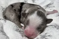 Rena, a female Miniature Australian Shepherd for sale in Elkland, MO – Photo 6 of 8