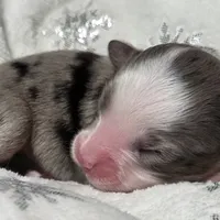 Rena, a female Miniature Australian Shepherd for sale in Elkland, MO – Photo 3 of 8