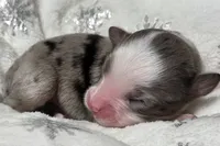 Rena, a female Miniature Australian Shepherd for sale in Elkland, MO – Photo 3 of 8