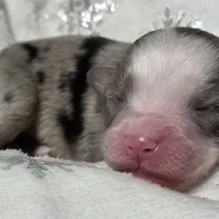 Rena, a female Miniature Australian Shepherd for sale in Elkland, MO – Photo 1 of 8