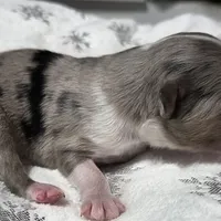 Rena, a female Miniature Australian Shepherd for sale in Elkland, MO – Photo 4 of 8