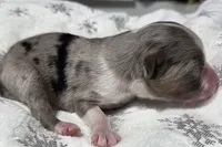 Rena, a female Miniature Australian Shepherd for sale in Elkland, MO – Photo 4 of 8