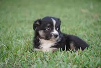 Mandy, a female Toy Australian Shepherd for sale in Elkland, MO – 3 of 4