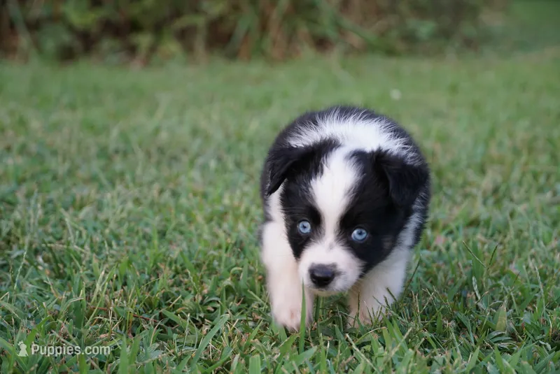 Mater – Toy Australian Shepherd puppy for sale in Elkland, MO