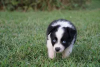 Mater, a male Toy Australian Shepherd for sale in Elkland, MO – 1 of 4