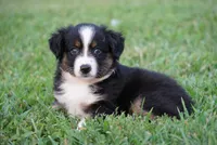 Max, a male Toy Australian Shepherd for sale in Elkland, MO – 3 of 3