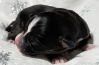 processed/0ad493bc-17e2-484a-af2d-00d70ab9b1fe/listing/a4bd80f1-7a0a-4fc3-b4ee-9e1f882de6f7/21f42e27-da48-4340-ba95-0da532d01049