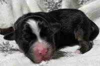 processed/0ad493bc-17e2-484a-af2d-00d70ab9b1fe/listing/a4bd80f1-7a0a-4fc3-b4ee-9e1f882de6f7/2233d13b-ab07-45df-b6e4-d2340b883210