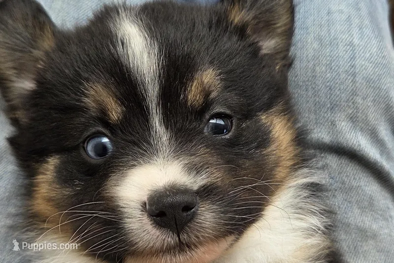 Rachel – Miniature Australian Shepherd puppy for sale in Elkland, MO