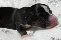 processed/0ad493bc-17e2-484a-af2d-00d70ab9b1fe/listing/a4bd80f1-7a0a-4fc3-b4ee-9e1f882de6f7/9783e4ed-de0e-4d28-a64e-479c55ffe99e