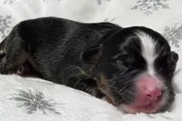 processed/0ad493bc-17e2-484a-af2d-00d70ab9b1fe/listing/a4bd80f1-7a0a-4fc3-b4ee-9e1f882de6f7/995a4084-cdbd-4f11-a31a-6eb16da3f989