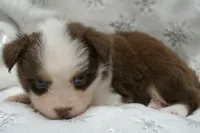 Chery , a female Toy Australian Shepherd for sale in Elkland, MO – 4 of 5